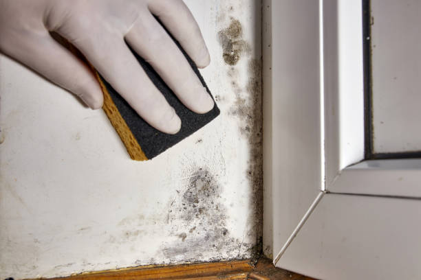 Best Mold Damage Restoration  in USA